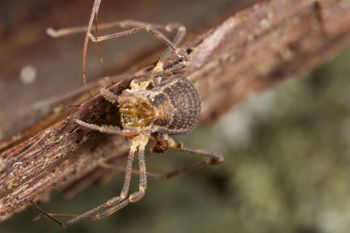 Media type: image;   Invertebrate Zoology 49771